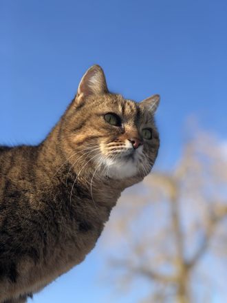 Getigerte Katzenschwestern anzubieten