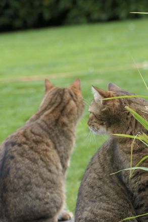 Getigerte Katzenschwestern anzubieten