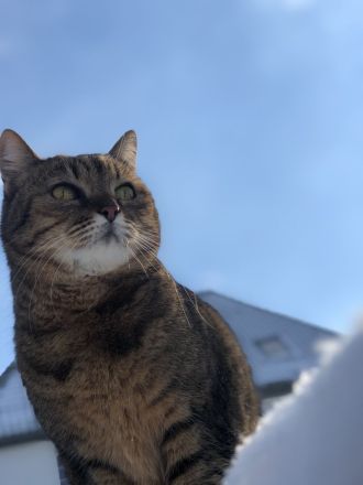 Getigerte Katzenschwestern anzubieten