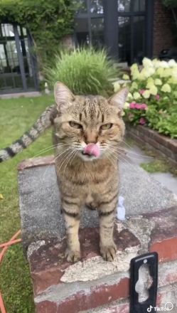 Getigerte Katzenschwestern anzubieten