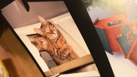 Getigerte Katzenschwestern anzubieten