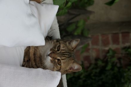 Getigerte Katzenschwestern anzubieten