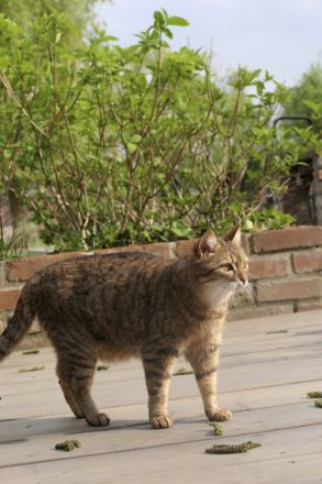 Getigerte Katzenschwestern anzubieten