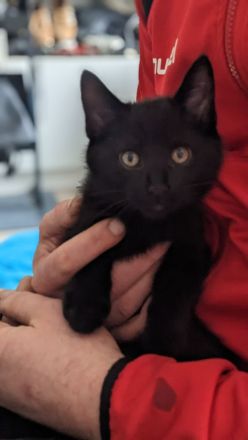 Europäisch Kurzhaar Kätzchen