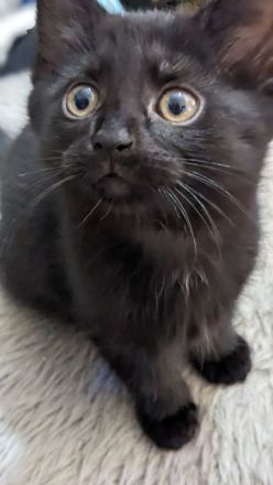 Europäisch Kurzhaar Kätzchen