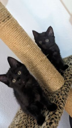 Europäisch Kurzhaar Kätzchen