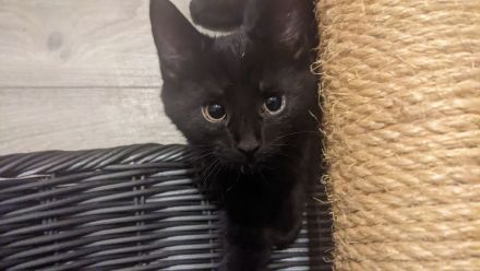 Europäisch Kurzhaar Kätzchen