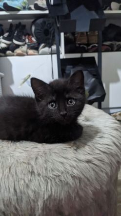 Europäisch Kurzhaar Kätzchen