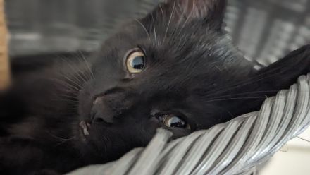 Europäisch Kurzhaar Kätzchen