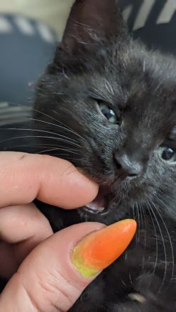 Europäisch Kurzhaar Kätzchen