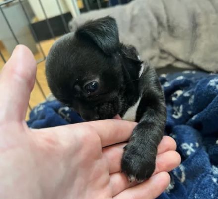 Chihuahua Mischlings Welpe