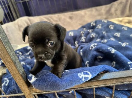 Chihuahua Mischlings Welpe