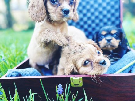 Cavalier King Charles Welpen Rüden