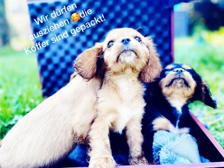 Cavalier King Charles Welpen Rüden