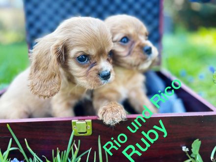 Cavalier King Charles Welpen Rüden
