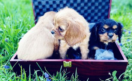 Cavalier King Charles Welpen Rüden