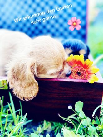 Cavalier King Charles Welpen Rüden