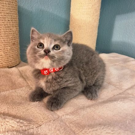 ❤ BKH Kitten, Wurfankündigung Stammbaum.❤