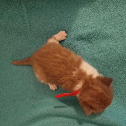 ❤ BKH Kitten, mit Stammbaum.❤
