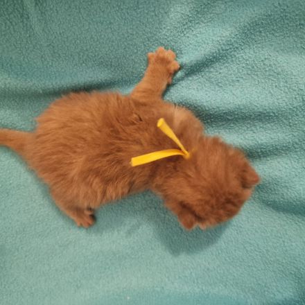 ❤ BKH Kitten, mit Stammbaum.❤