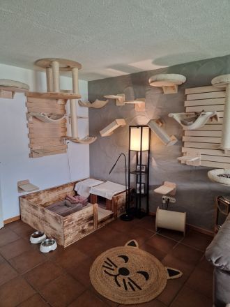 ❤ BKH Kitten, Wurfankündigung Stammbaum.❤