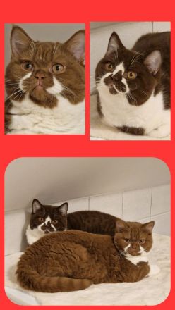 ❤ BKH Kitten, Wurfankündigung Stammbaum.❤
