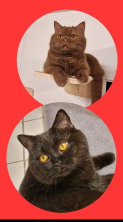 ❤ BKH Kitten, mit Stammbaum.❤