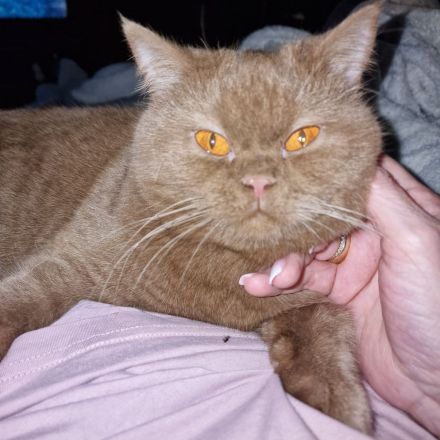 ❤ BKH Kitten, cinnamon, Wurfankündigung Stammbaum.❤