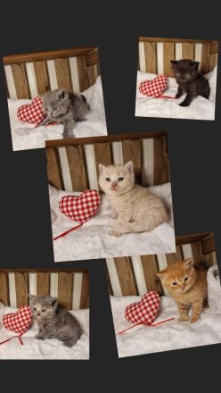 ❤ BKH Kitten, Wurfankündigung Stammbaum.❤