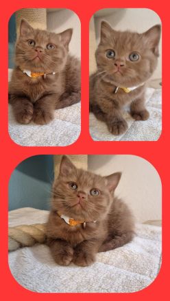 ❤ BKH Kitten, Wurfankündigung Stammbaum.❤