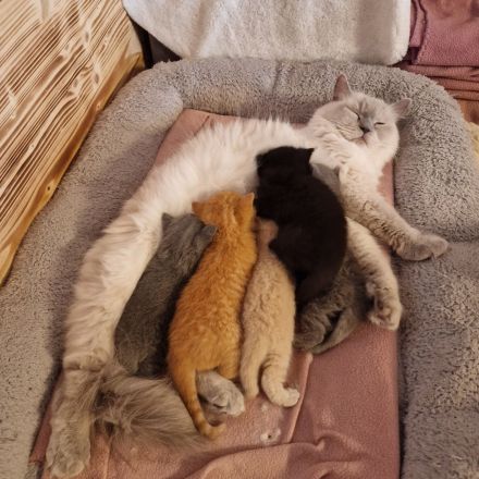 ❤ BKH Kitten, Wurfankündigung Stammbaum.❤