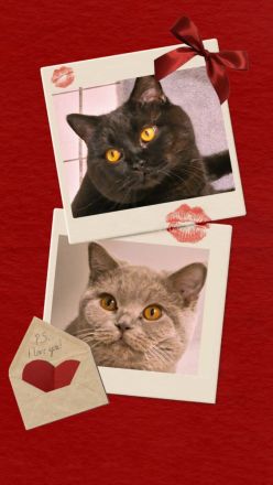 ❤ BKH Kitten, Wurfankündigung Stammbaum.❤