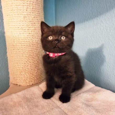 ❤ BKH Kitten, Wurfankündigung Stammbaum.❤