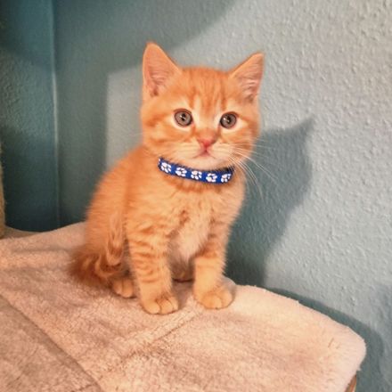 ❤ BKH Kitten, Wurfankündigung Stammbaum.❤