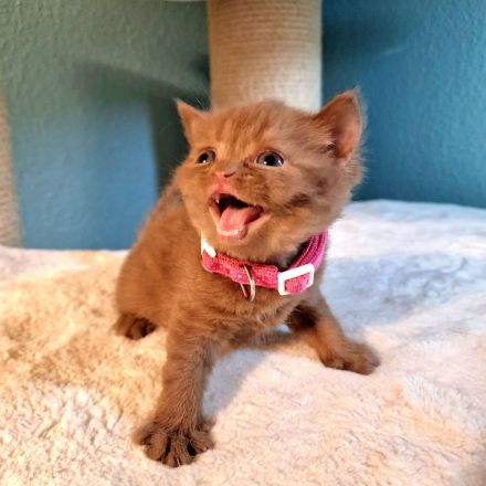 ❤ BKH Kitten, mit Stammbaum.❤