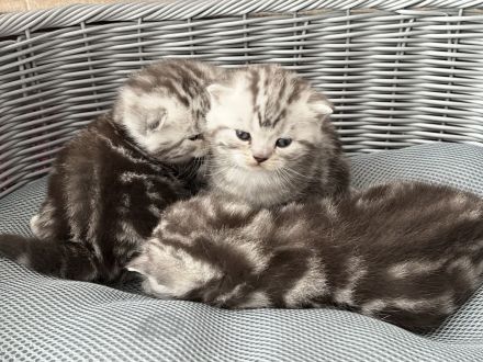 Reinrassige BKH Kitten