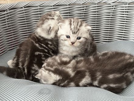 Reinrassige BKH Kitten