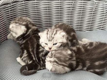 Reinrassige BKH Kitten