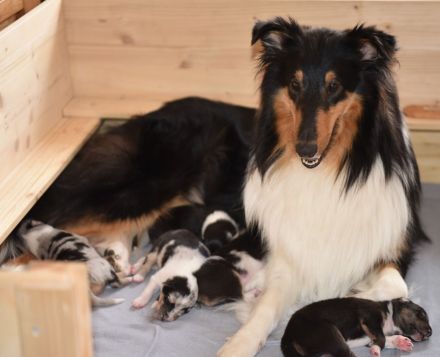 Collie Welpen in tricolour oder blue-merle aus VDH Zucht