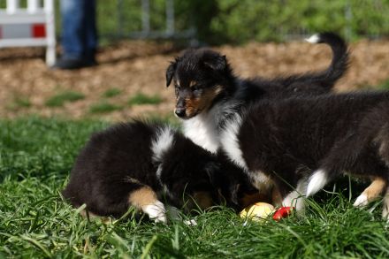 Collie Welpen in tricolour oder blue-merle aus VDH Zucht