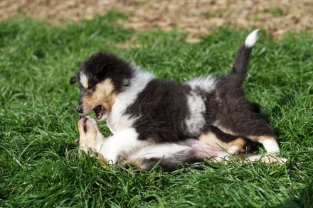 Collie Welpen in tricolour oder blue-merle aus VDH Zucht