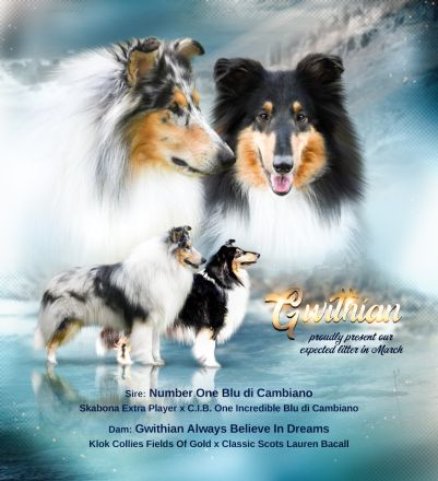 Collie Welpen in tricolour oder blue-merle aus VDH Zucht