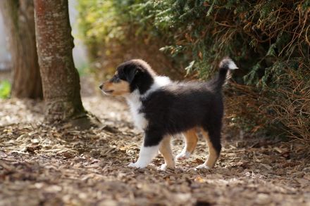 Collie Welpen in tricolour oder blue-merle aus VDH Zucht