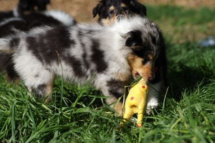 Collie Welpen in tricolour oder blue-merle aus VDH Zucht