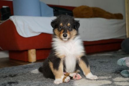 Collie Welpen in tricolour oder blue-merle aus VDH Zucht