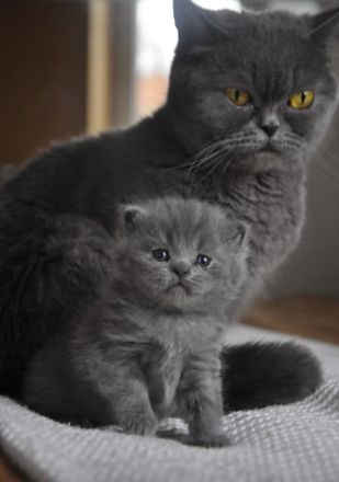 BKH Kitten Blue Lilac Mädchen