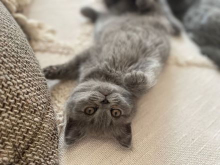 BKH Kitten Blue Lilac Mädchen