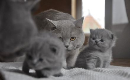 BKH Kitten Blue Lilac Mädchen