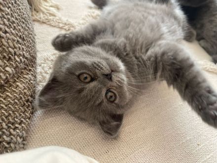 BKH Kitten Blue Lilac Mädchen