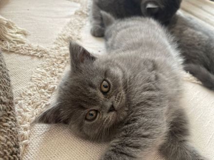 BKH Kitten Blue Lilac Mädchen